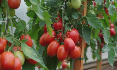 Pomidorowy Wezuwiusz