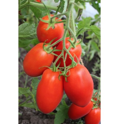 Tomato Vikusya