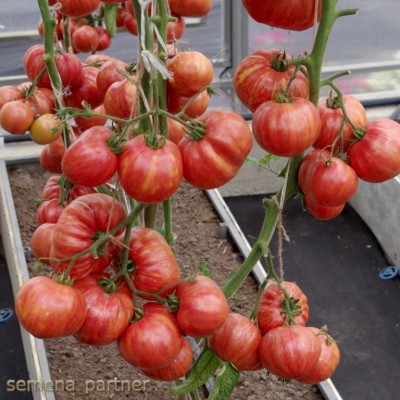 Vintage tomaat