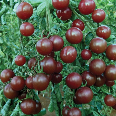 Cherry zwarte tomaat