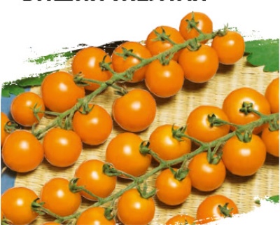 Tomate Kirschgelb