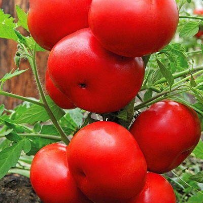 Tomate Voïvode