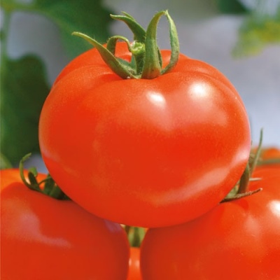 Volgogradets de tomates