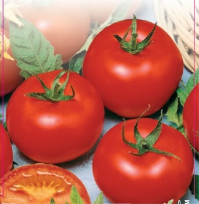 Wolgogradski-Tomate 5/95