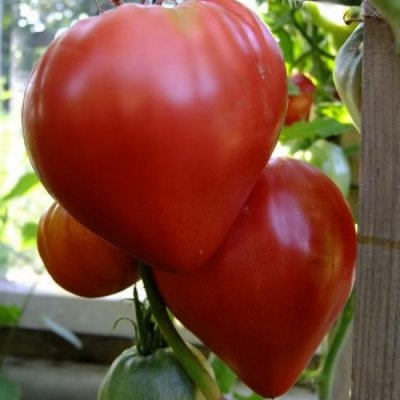 Tomaten Kuh Herz