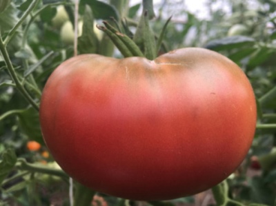 Vorlon de tomate