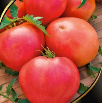 Chef tomate des Peaux-Rouges