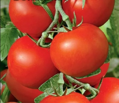 Tomato Flash