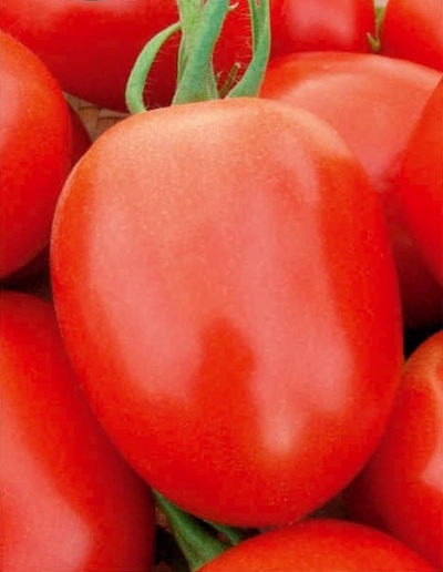 Milagro del encurtido de tomate