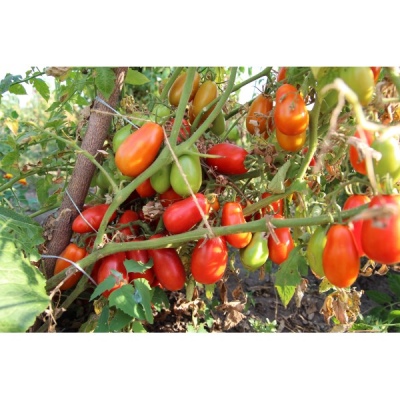 In Tomaten eingelegte Delikatesse