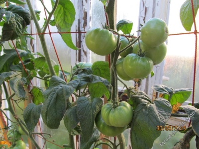 Tomatengroen Grub Mystery (Grub's Mystery Green)