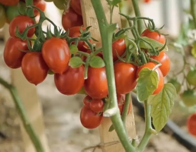 Producteur de tomates
