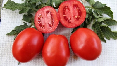 Paysan de la tomate