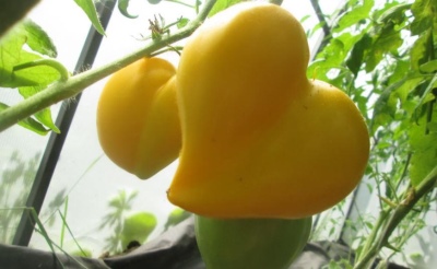Tomaten Gele Sint-jakobsschelpen