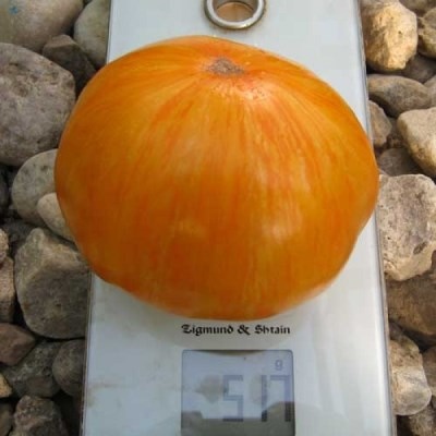 Tomate Perle Janet