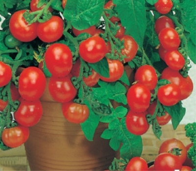 Tomato perleťově červená