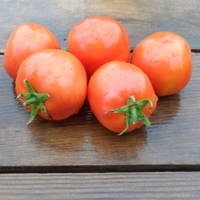 Tomate Zhenechka