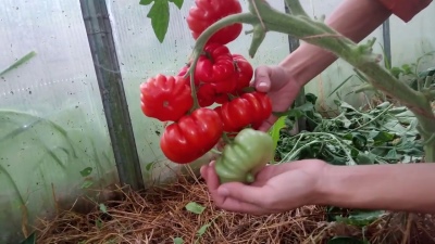 Parte femenina de tomate