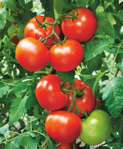 Jongleur de tomates