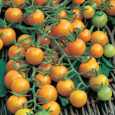Ricitos de oro de tomate