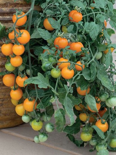 Tomaten-Goldener Bund