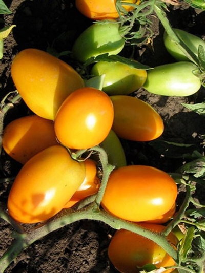 Tomaten-Goldene Kugel
