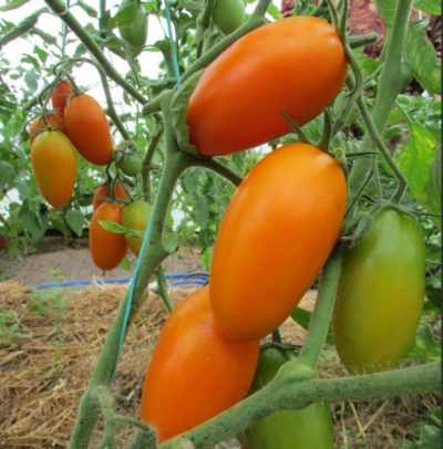 Tomaten Goldenes Vlies