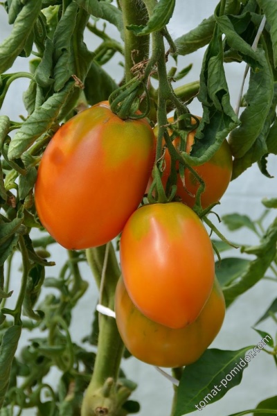 Tomaat Golden Konigsberg