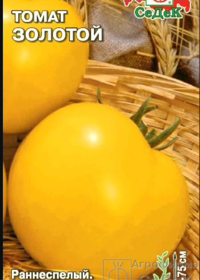 Tomat Gylden