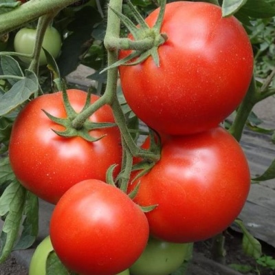 Tomatenstern von Sibirien