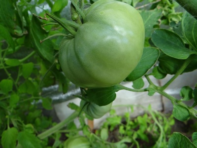 Tomatenkönigsglocke