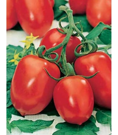Lanzadera de tomate