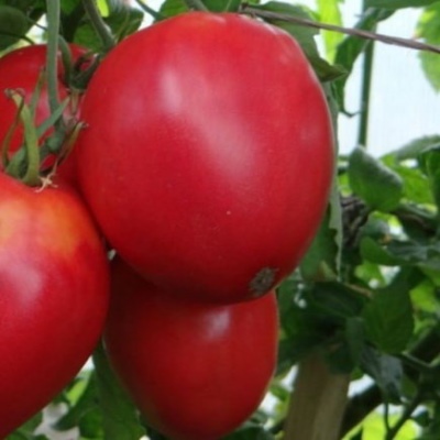 Tomato Tsifomandra