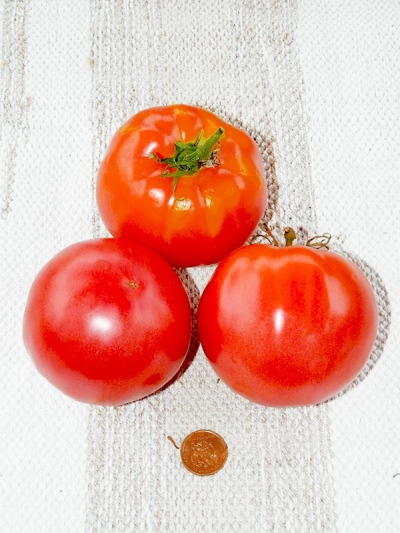 Fatima tomato