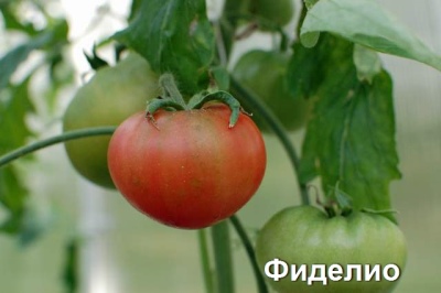 Tomat Fidelio
