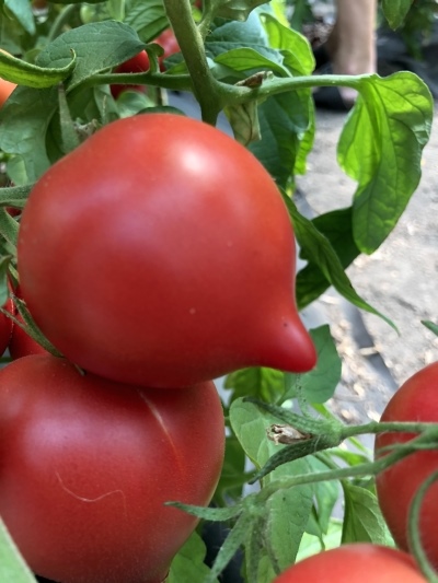 Tomate Fünfzig