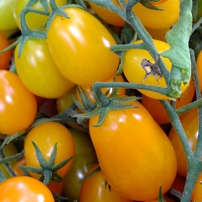 Tomat Dadel gul