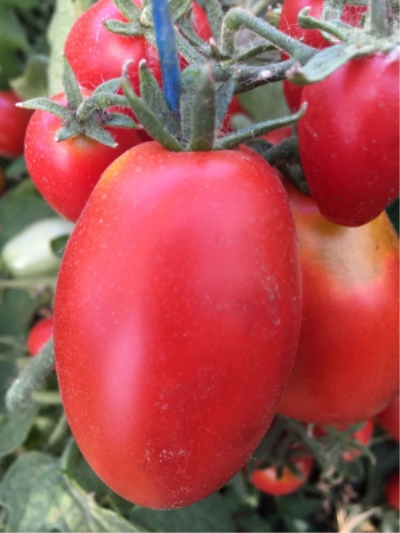 Tomaten Phytous