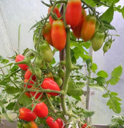 Bouquet de tomates françaises