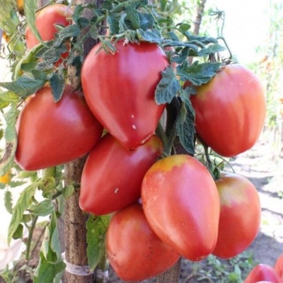 Tomat Freken Bock