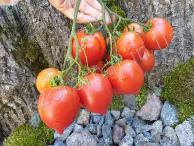 Tomate Híbrido Tarasenko 2