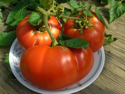 Tomate gebacken gesalzen