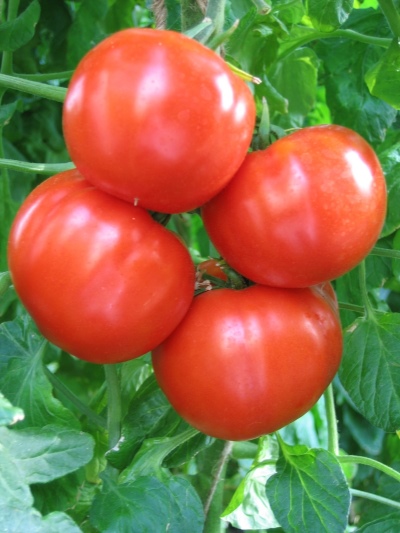 طماطم خلينوفسكي