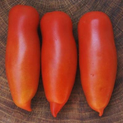 Khokhloma tomato