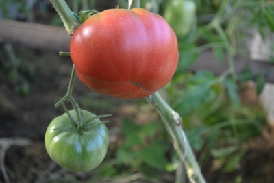 Tomaten Kartoffel Himbeere