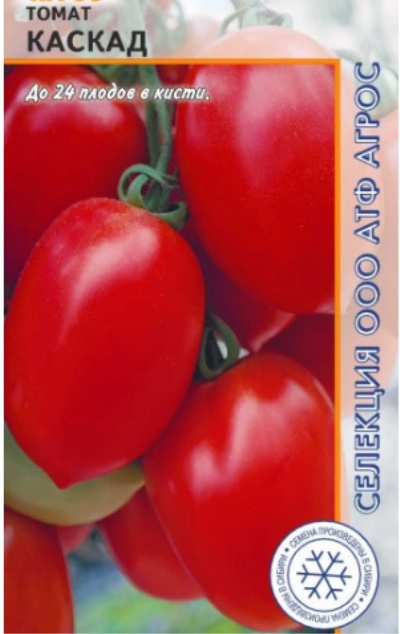 Cascata de tomate