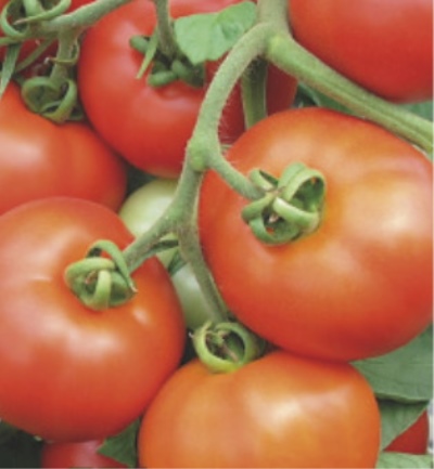 Tomato Katrina
