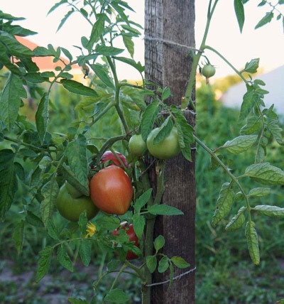 Kemerovets à la tomate