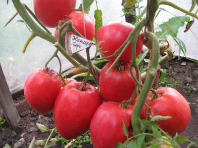 Tomate Konigsberg