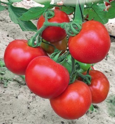 可卡瓦番茄
